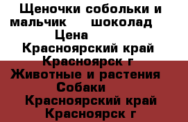 Щеночки-собольки и мальчик - “ шоколад “ › Цена ­ 100 - Красноярский край, Красноярск г. Животные и растения » Собаки   . Красноярский край,Красноярск г.